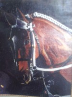 CUADROS DE CABALLOS AL OLEO